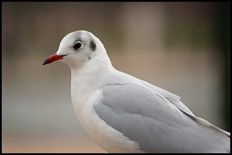 seagull in Paris