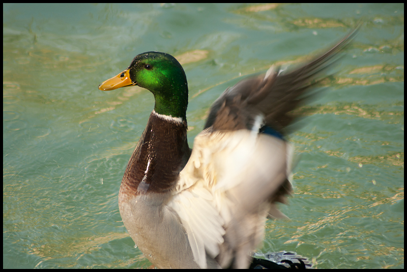 Queer Duck 2
