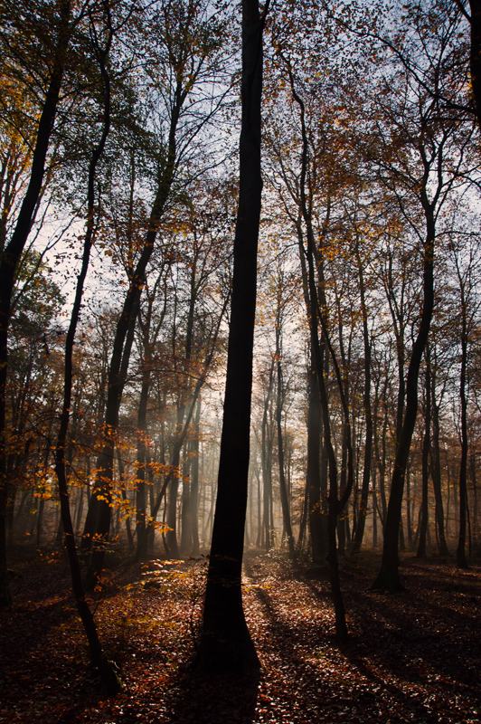 The tree hiding the forest...