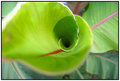 leaf swirl