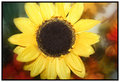 sunflowersilk