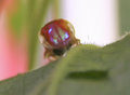 goldenbeetleangryred2_1
