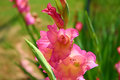 gladiolus 3