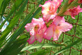 gladiolus