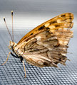 butterfly3
