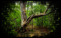 creepytree