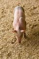 piglet 0164