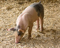 piglet 0165