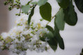 flower 0083