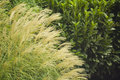 plants 0051