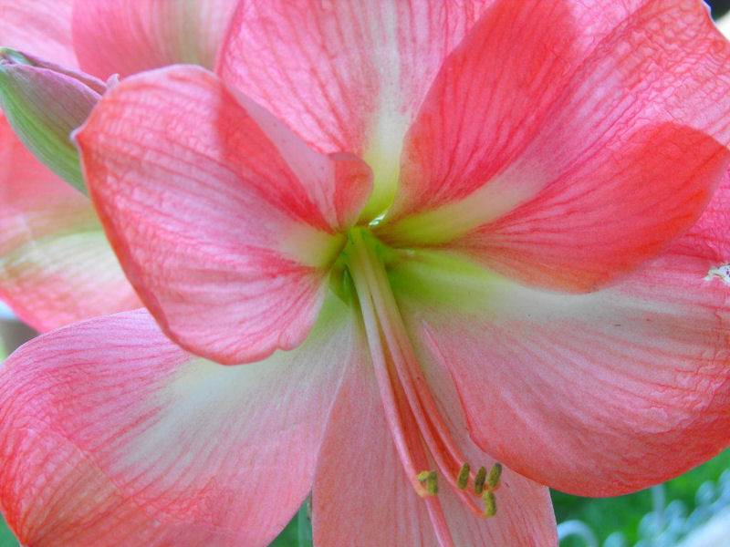 Inside_a_flower_by_JustCaree