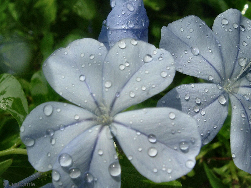Plumbago_by_JustCaree