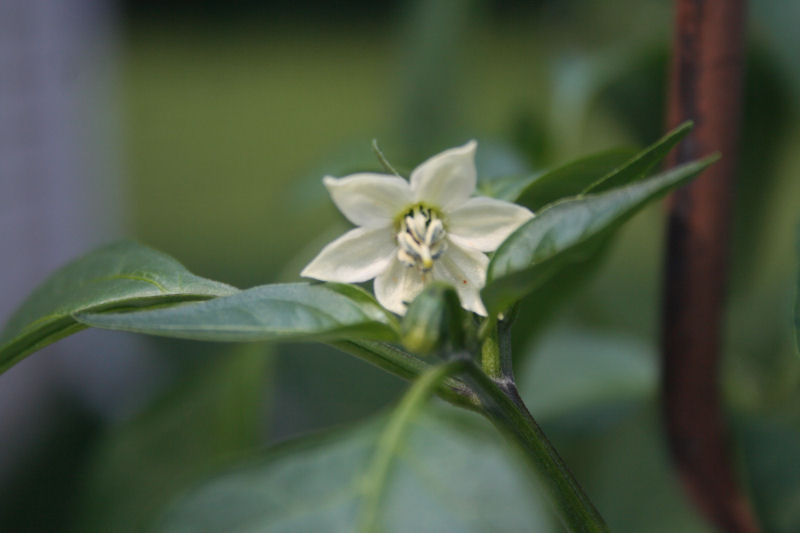 jalenpeno flower