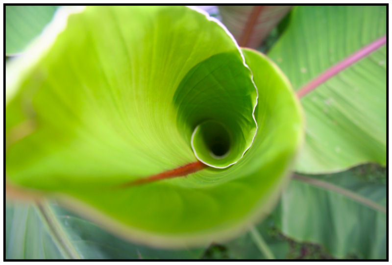 leaf swirl