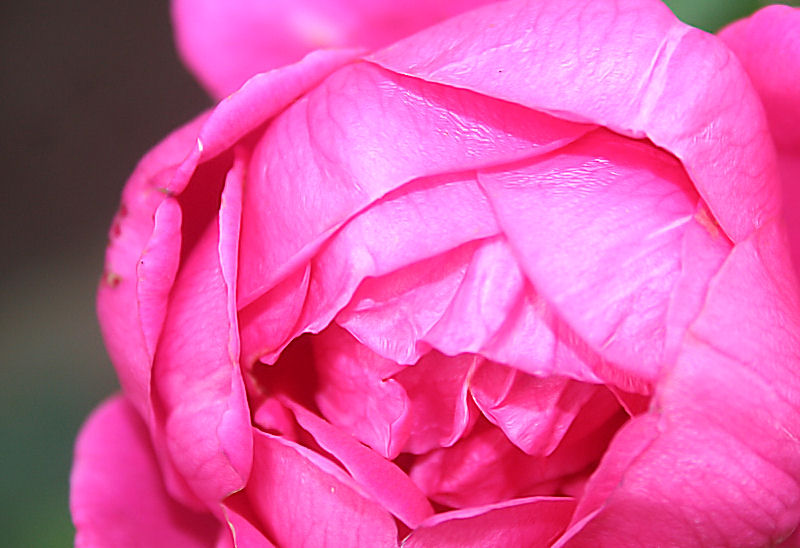 rosemacro