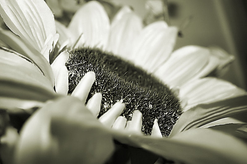 silksunflowermacro
