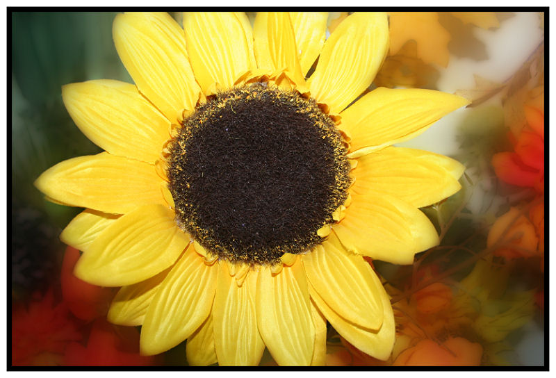 sunflowersilk