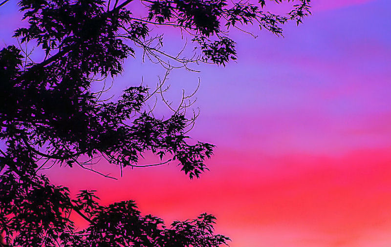 sunsettree