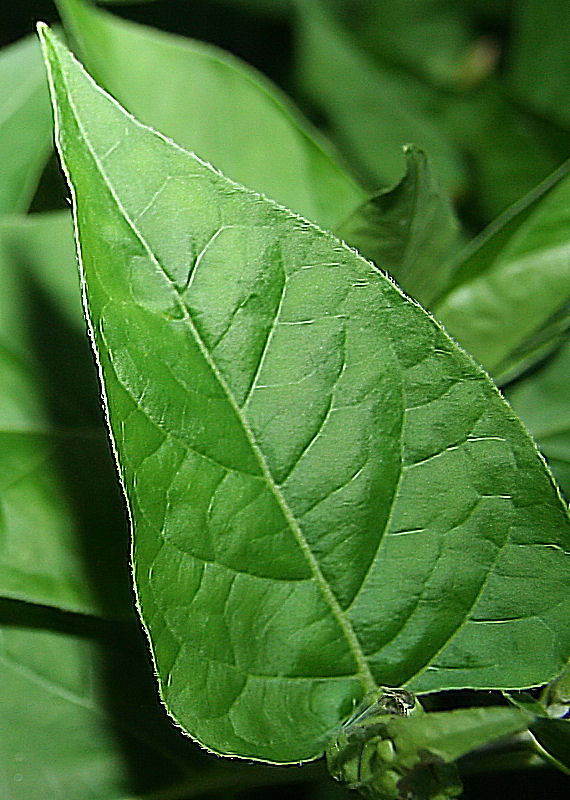 leaf