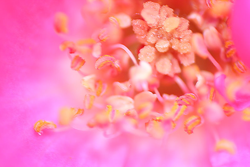 flowerpower