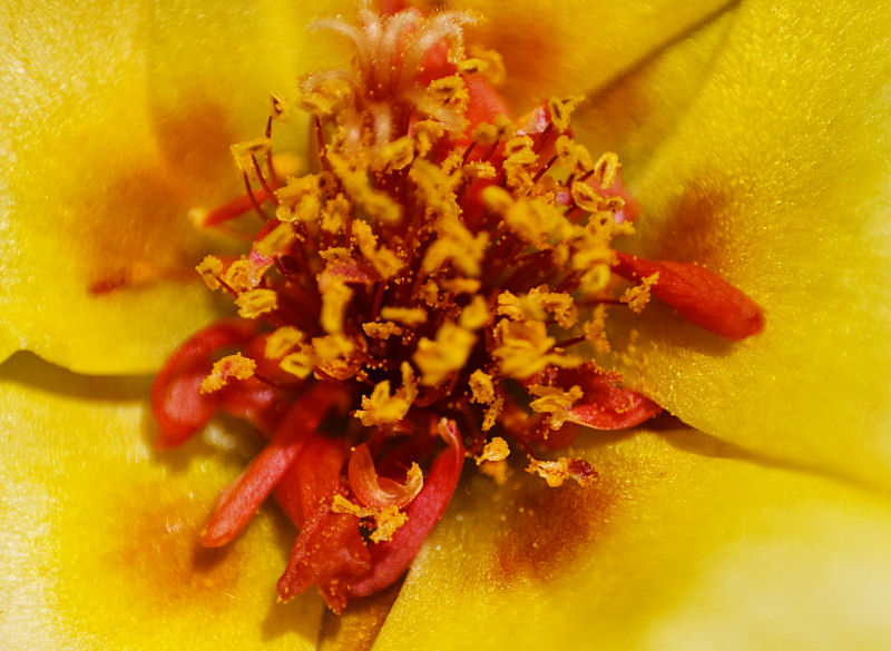 flowermacroyelloq
