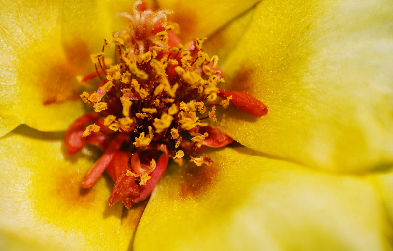 flowermacroyellow3