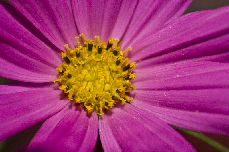 flowermacro