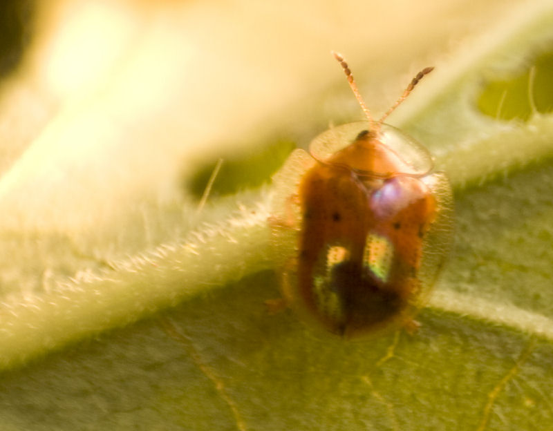 goldenbeetleangryred2