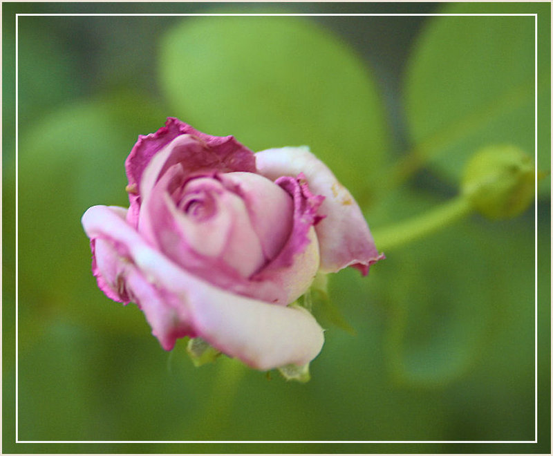 rosebud