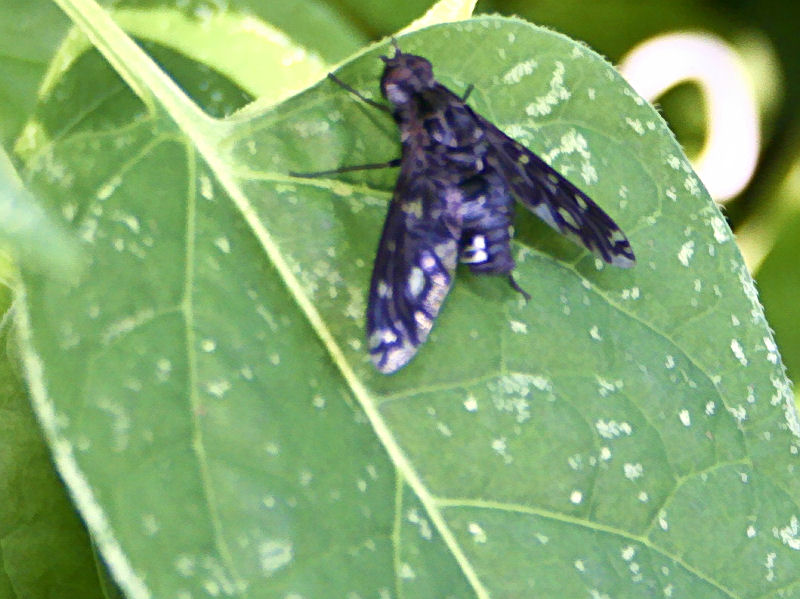 horsefly