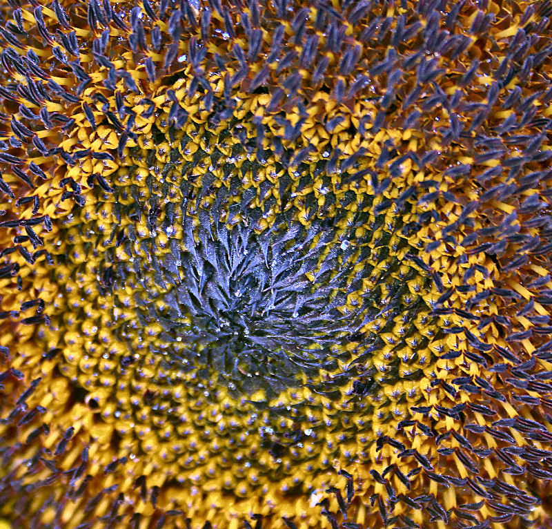 insidesunflower