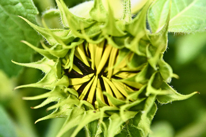sunflower5