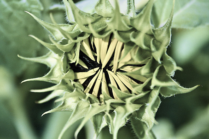sunflower6