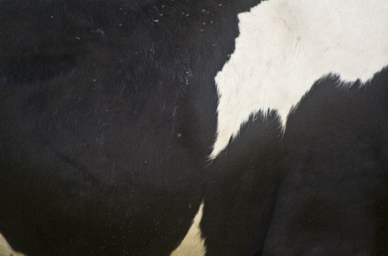 cow pattern