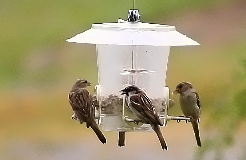 bird feeder3514
