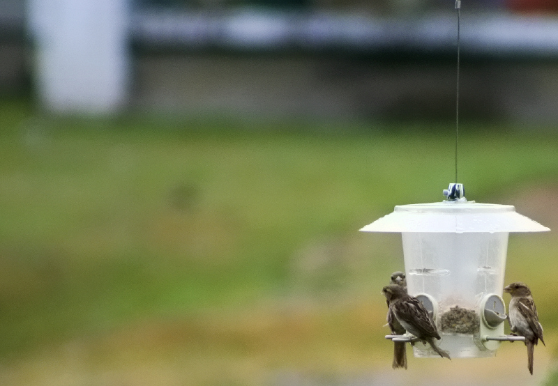 bird feeder3406