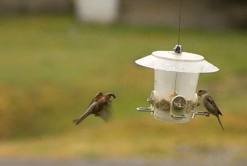 bird feeder3319