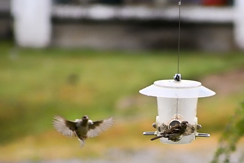 bird feeder3430
