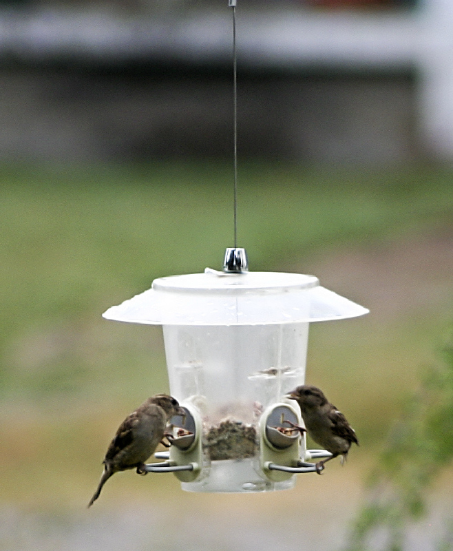 bird feeder3442