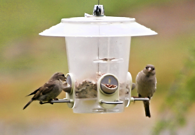 bird feeder3486