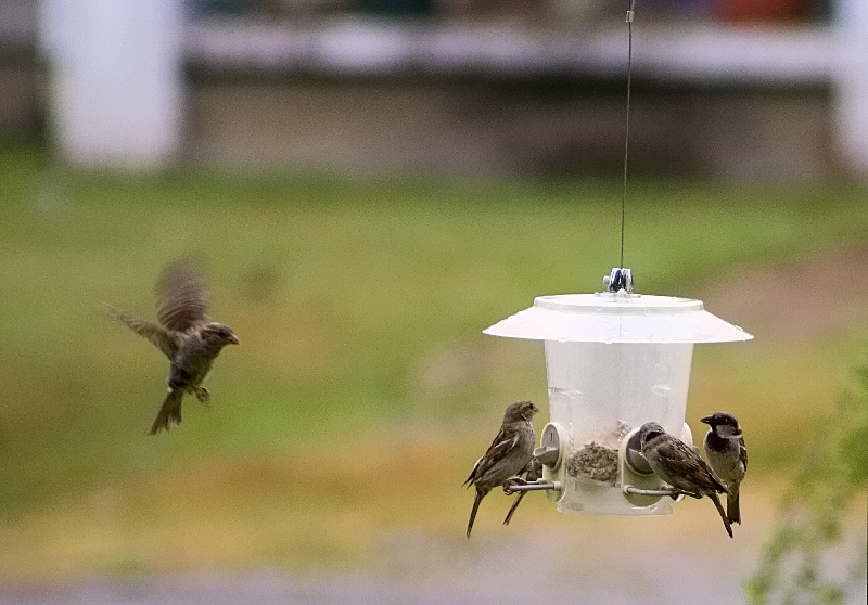 bird feeder3518