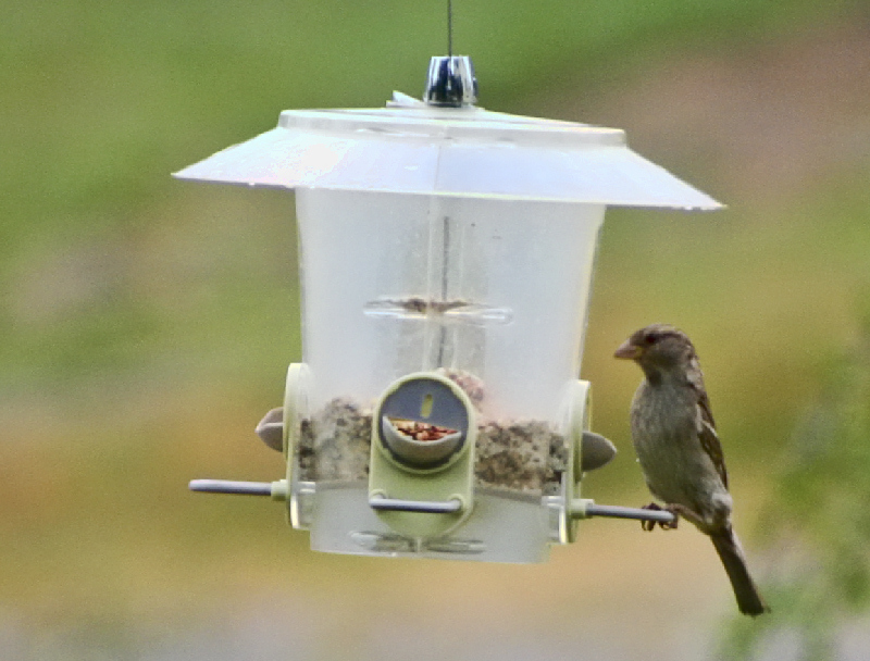 bird feeder3412