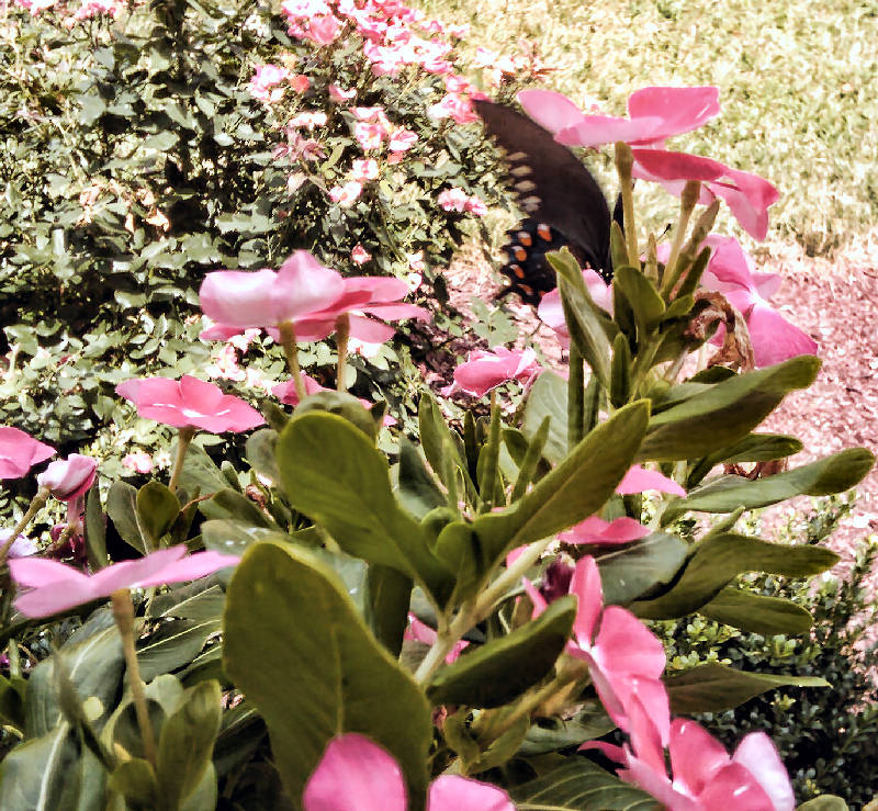 butterfly in garden