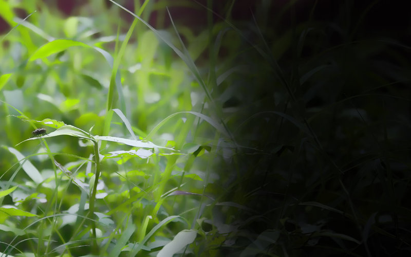grasswallpaper