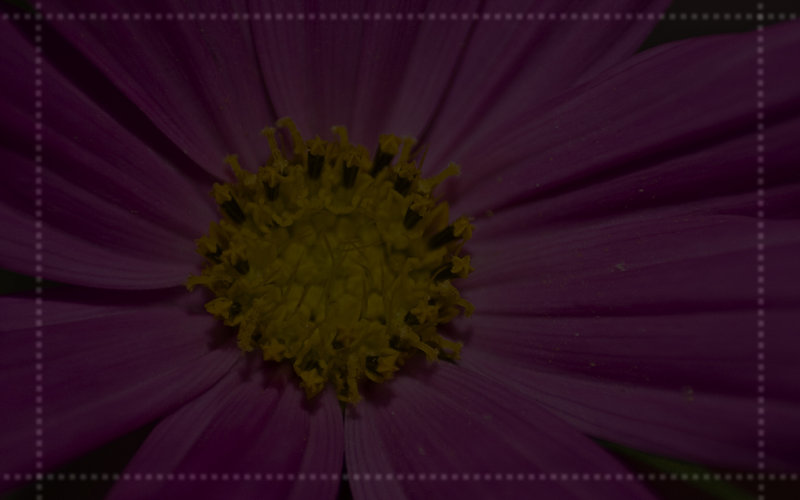flowermacrowp