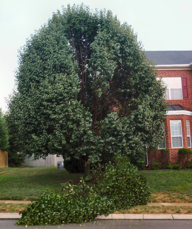 tree