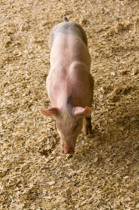 piglet 0164