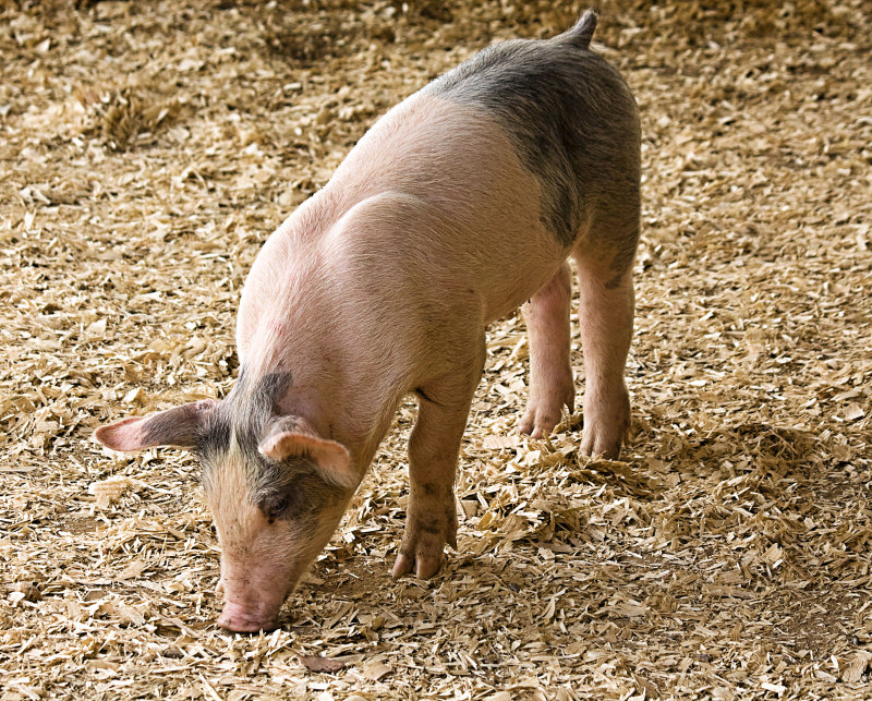 piglet 0165