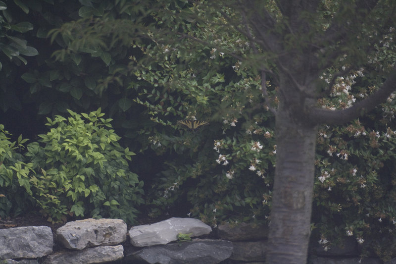 butterfly 0049