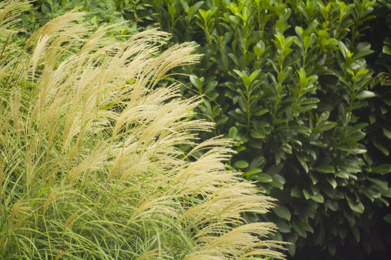 plants 0051